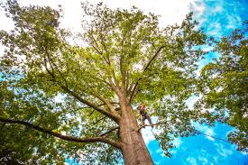 How Our Tree Care Process Works  in  Hawaiian Acres, HI