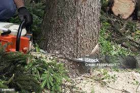 Best Stump Grinding and Removal  in Hawaiian Acres, HI